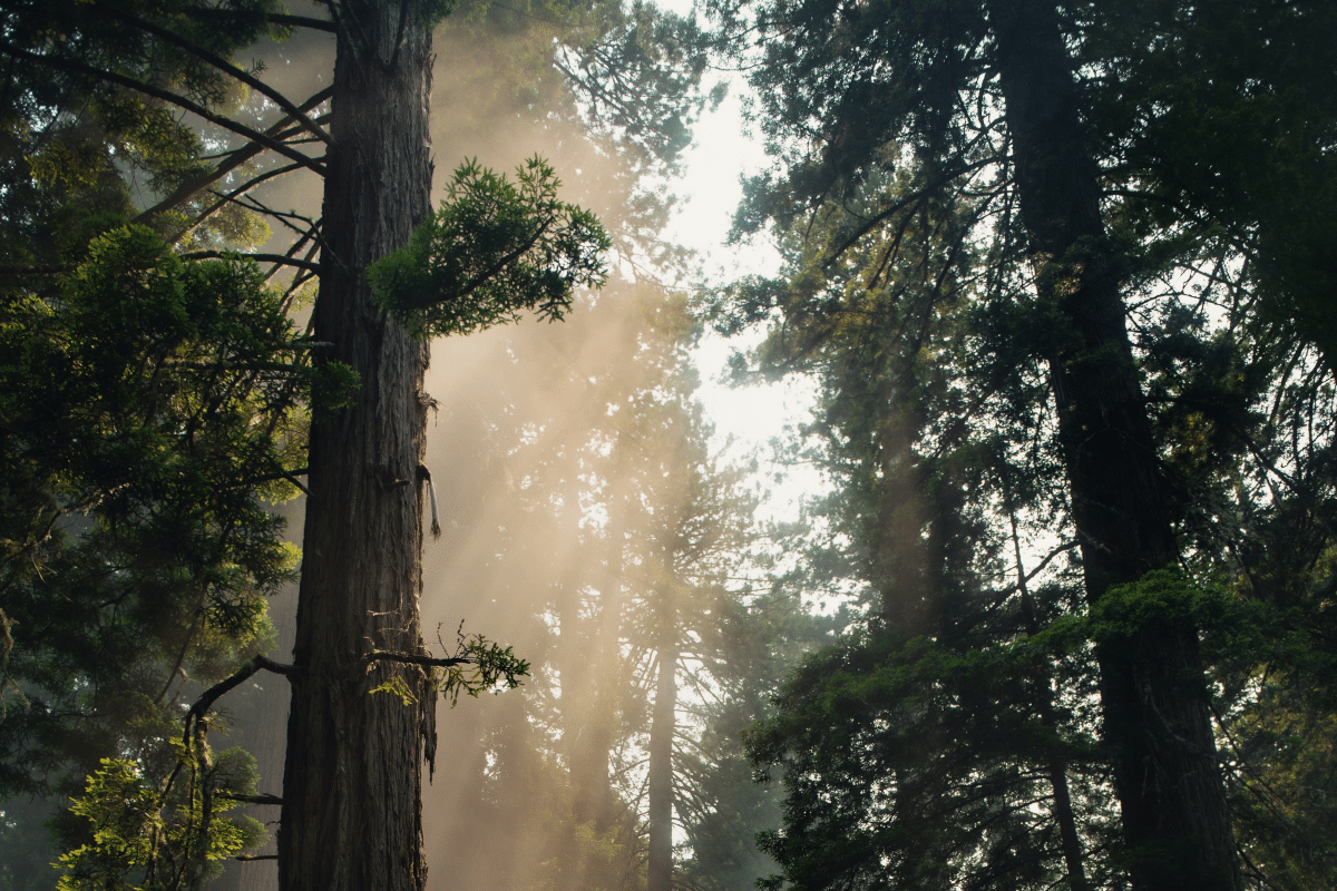 Sun shining in woods
